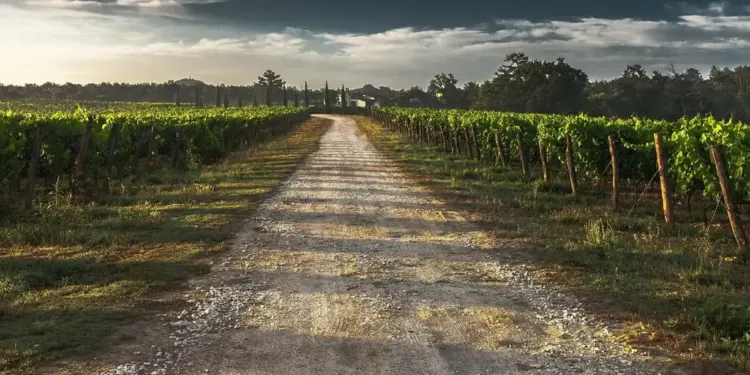 Balade vigneronne en Salagou