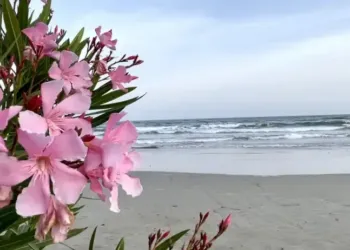 Bienvenue à l'été !