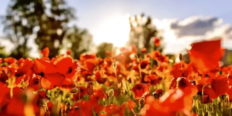 La Foire de Printemps débarque à Montpellier