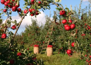 Deux jours de fête au cœur des vergers