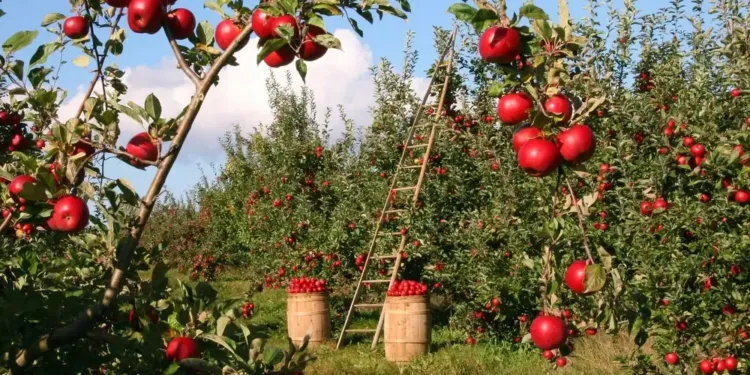 Deux jours de fête au cœur des vergers