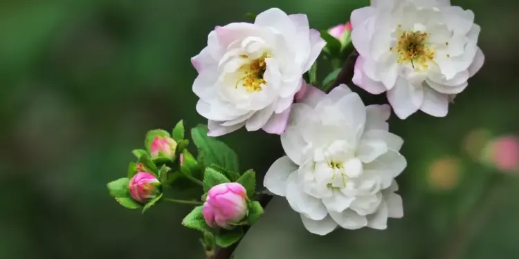 Top 6 Des Parcs Et Jardins De La Metropole
