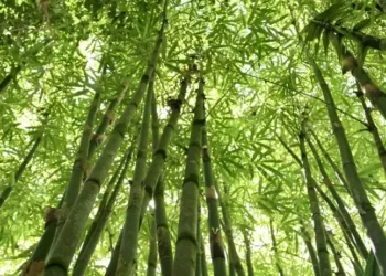 Visite guidée dans les jardins du Château de Flaugergues