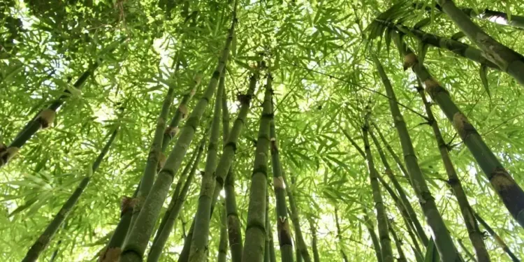 Visite guidée dans les jardins du Château de Flaugergues