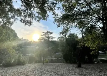 50 000 arbres plantés à Montpellier d’ici 2026