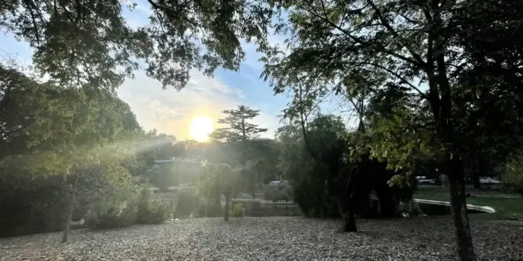50 000 arbres plantés à Montpellier d’ici 2026