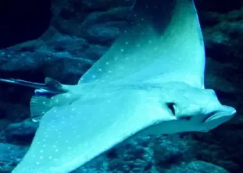L’exploration prend une autre dimension à Planet Ocean cet automne