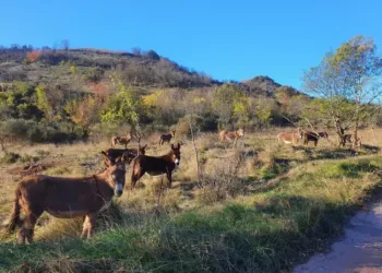 Des produits de beauté au lait d’ânesse bio made in Hérault !