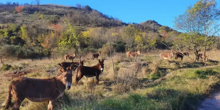 Des produits de beauté au lait d’ânesse bio made in Hérault !