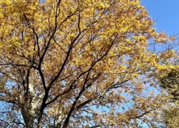 Soleil et fraicheur pour ta semaine