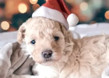 Joyeux Noël à tous !