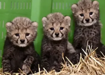 La famille s’agrandit au zoo de Montpellier