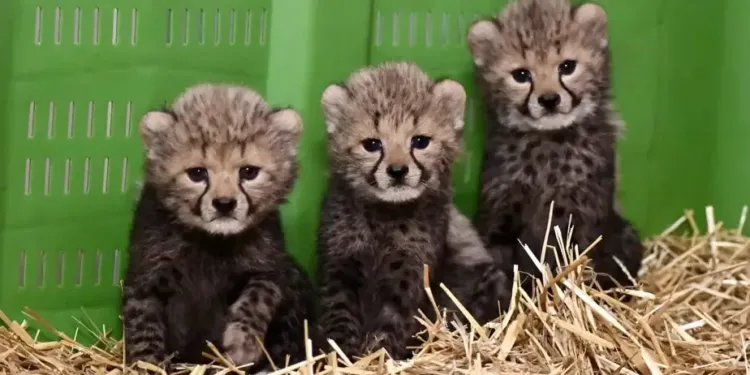 La famille s’agrandit au zoo de Montpellier