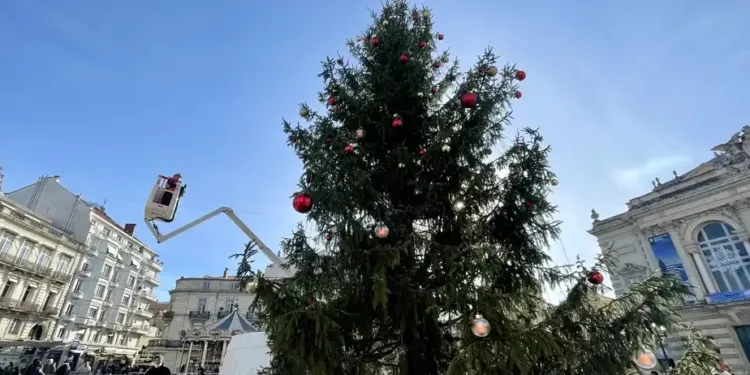 Montpellier : séance relooking pour le sapin de Noël !
