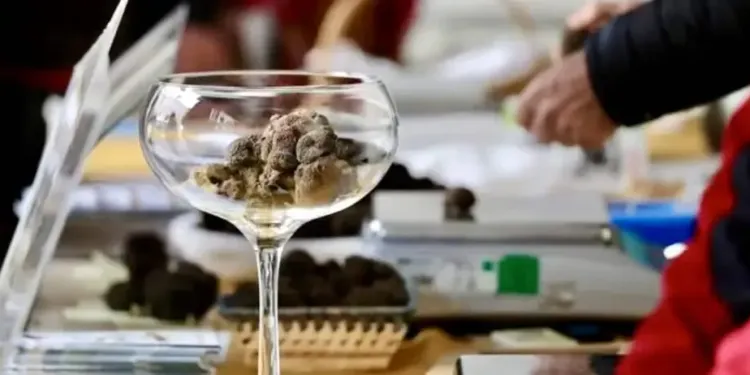 La traditionnelle fête de la truffe est de retour