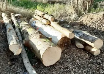 Montpellier : la nouvelle vie du sapin de Noël