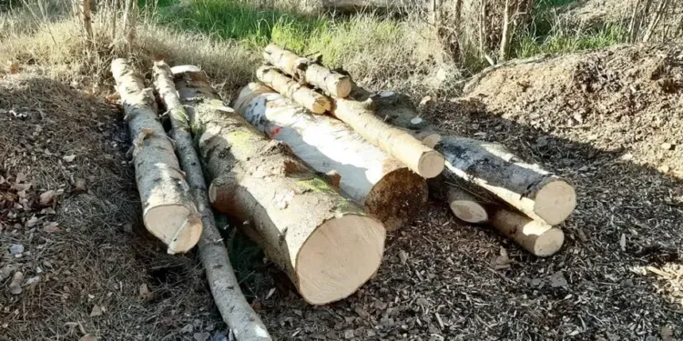 Montpellier : la nouvelle vie du sapin de Noël