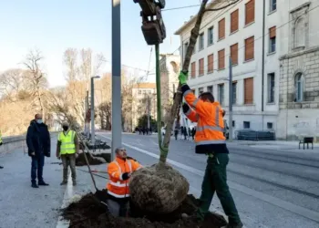 Montpellier : le boulevard Henri IV respire