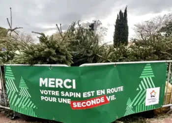 Pour dire bye bye à ton sapin de Noël, pense à le recycler.