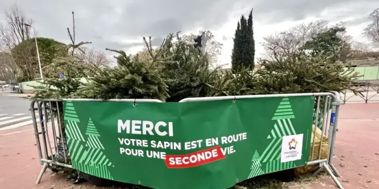 Pour dire bye bye à ton sapin de Noël, pense à le recycler.