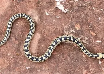 "Serpents, du mythe à la réalité", la nouvelle expo du Lunaret