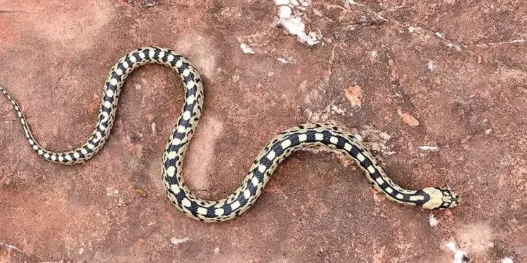 "Serpents, du mythe à la réalité", la nouvelle expo du Lunaret