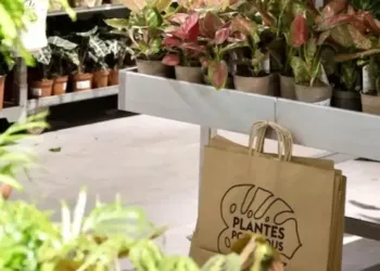 Montpellier : grande vente de plantes à prix cassés