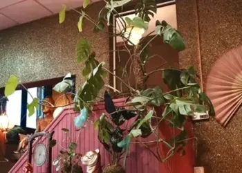 Nouveauté : un "Asian brunch" au Bol d'Or !