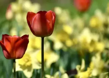 Primevères, jonquilles et plantes rares pour Primavera