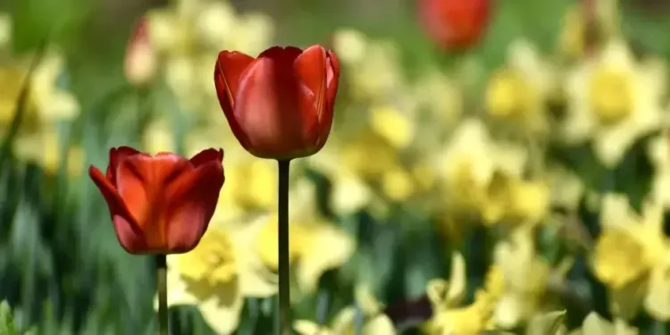 Primevères, jonquilles et plantes rares pour Primavera