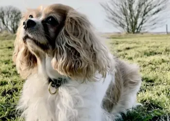 Montpellier dans le top 3 des villes dog friendly  