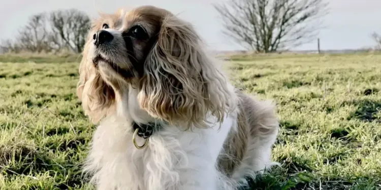 Montpellier dans le top 3 des villes dog friendly  