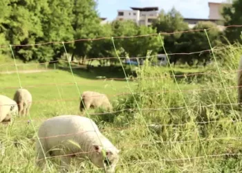 Montpellier : le retour des moutons dans les parcs