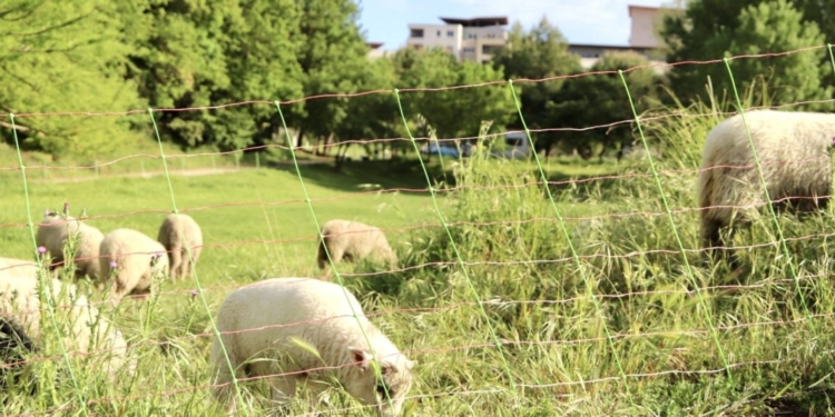 Montpellier : le retour des moutons dans les parcs