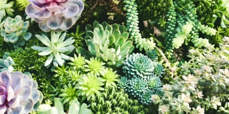 Super plan plantes vertes à Tropisme
