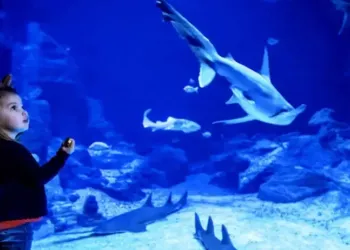 Un été sous le signe de la nouveauté pour Planet Ocean