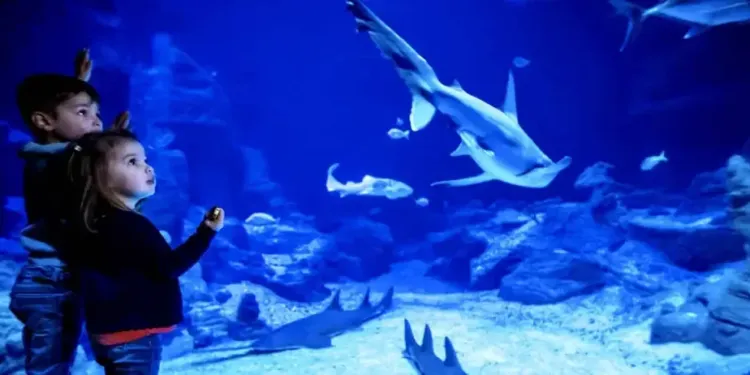 Un été sous le signe de la nouveauté pour Planet Ocean
