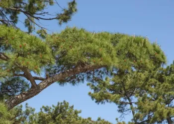 Le Domaine de Grammont accueille Palmarosa, un nouveau festival électro, mais pas que…