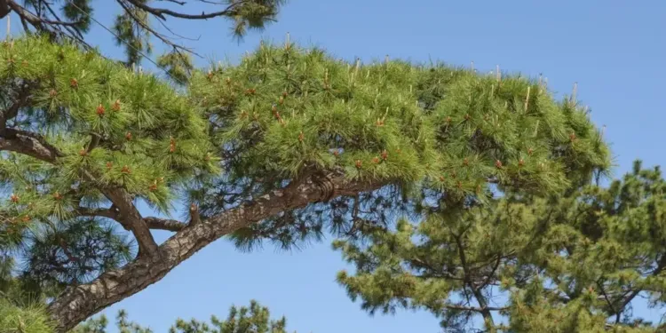 Le Domaine de Grammont accueille Palmarosa, un nouveau festival électro, mais pas que…