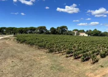 Vendanges : participez à une matinée champêtre à Montpellier