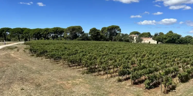 Vendanges : participez à une matinée champêtre à Montpellier
