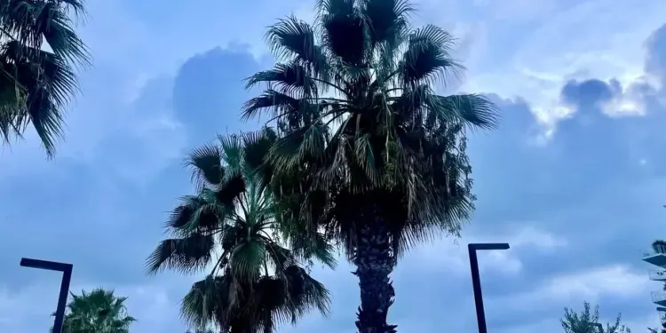 Montpellier : un temps à regarder Netflix