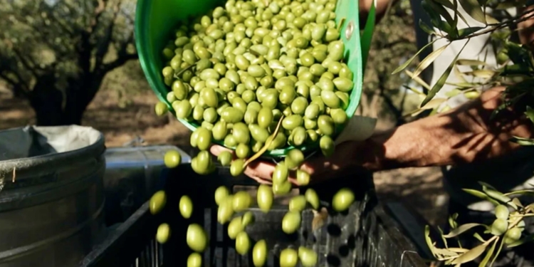 Montpellier : transformez vos olives en huile