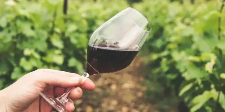 2 jours de dégustations et d'animations chez les vignerons de la Métropole de Montpellier