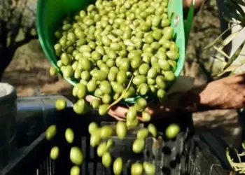 Montpellier : transformez vos olives en huile