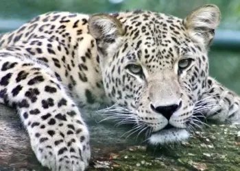 Montpellier : le Zoo du Lunaret s’anime pendant les vacances