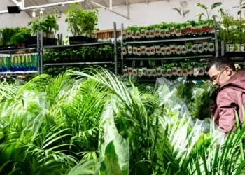 Grande vente de plantes à Montpellier dés 2€