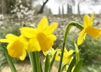 Pluie vendredi et grand soleil dimanche à Montpellier