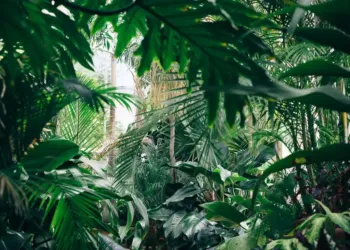 Les passionnés de botanique ont rendez-vous au jardin des plantes à Montpellier