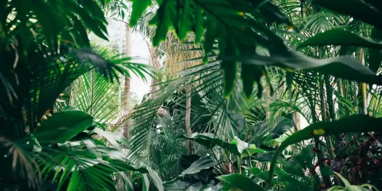 Les passionnés de botanique ont rendez-vous au jardin des plantes à Montpellier